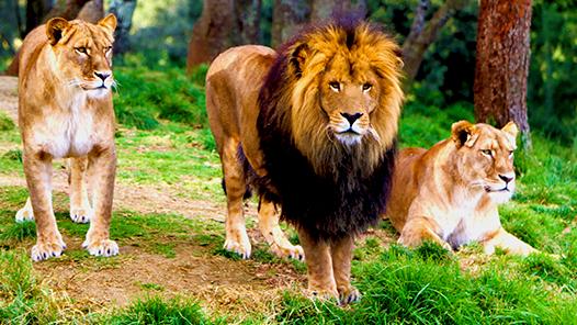 Leones del parque
