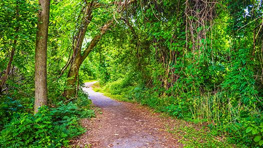 Naturaleza y sendero