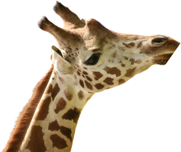 Jirafa de Bioparque Estrella